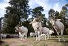 addax RS162002_20230421MQ_0209