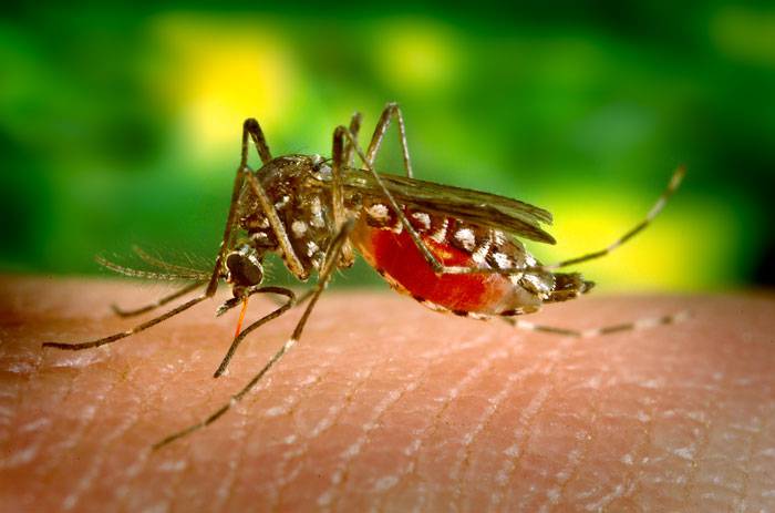 Foto principal del artículo 'Descacharrizar: campaña para evitar el Aedes aegypti'