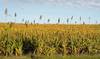 agro RAN20220424-025