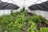 agroecologia RS137269_20221006AM_373