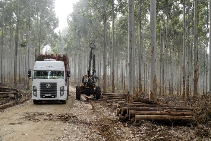Carga de camión con eucaliptus en Río Branco (archivo, 2015). · Foto: Ignacio Dotti