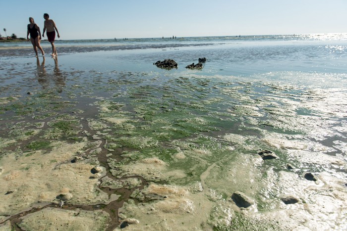 Cianobacterias en la Playa Ramírez (archivo, enero de 2019). · Foto:  Santiago Mazzarovich