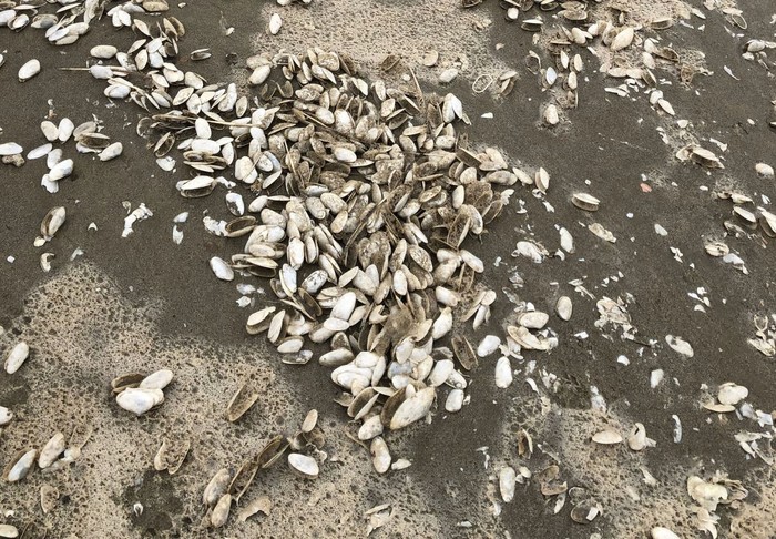 Mortandad de almejas amarillas en Rocha, enero de 2025. Foto: Laboratorio de Ciencias del Mar de la Facultad de Ciencias de la Universidad de la República