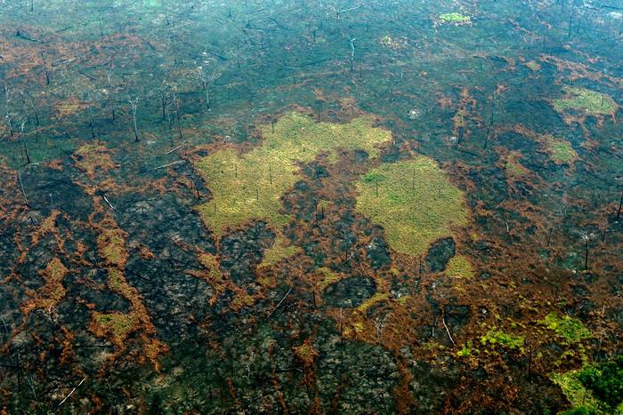 Zonas quemadas de la selva amazónica, cerca de Boca do Acre, estado de Amazonas, Brasil, en la cuenca del Amazonas (archivo, agosto de 2019). · Foto: Lula Sampaio, AFP