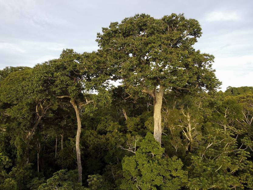20230422 economia preservacion forestal