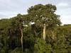20230422 economia preservacion forestal