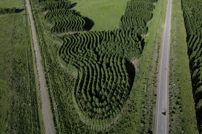 Vista aérea de una plantación de eucaliptus de UPM, en Paso de los Toros. · Foto: Eitan Abravomich, Dialogue-Earth