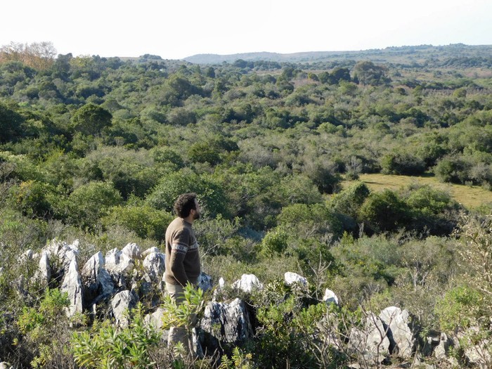 Monte nativo pegado a la forestación, en Puntas del Parao.
Foto: Asamblea Hue Mirī en Defensa de la Cuenca de la laguna Merín Monte nativo pegado a la forestación, en Puntas del Parao.
Foto: Asamblea Hue Mirī en Defensa de la Cuenca de la laguna Merín