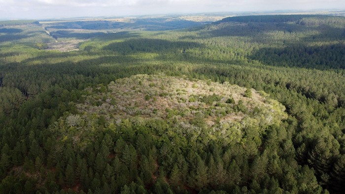 Cerro chato con vegetación endémica rodeado de forestación. foto: ary mailhos