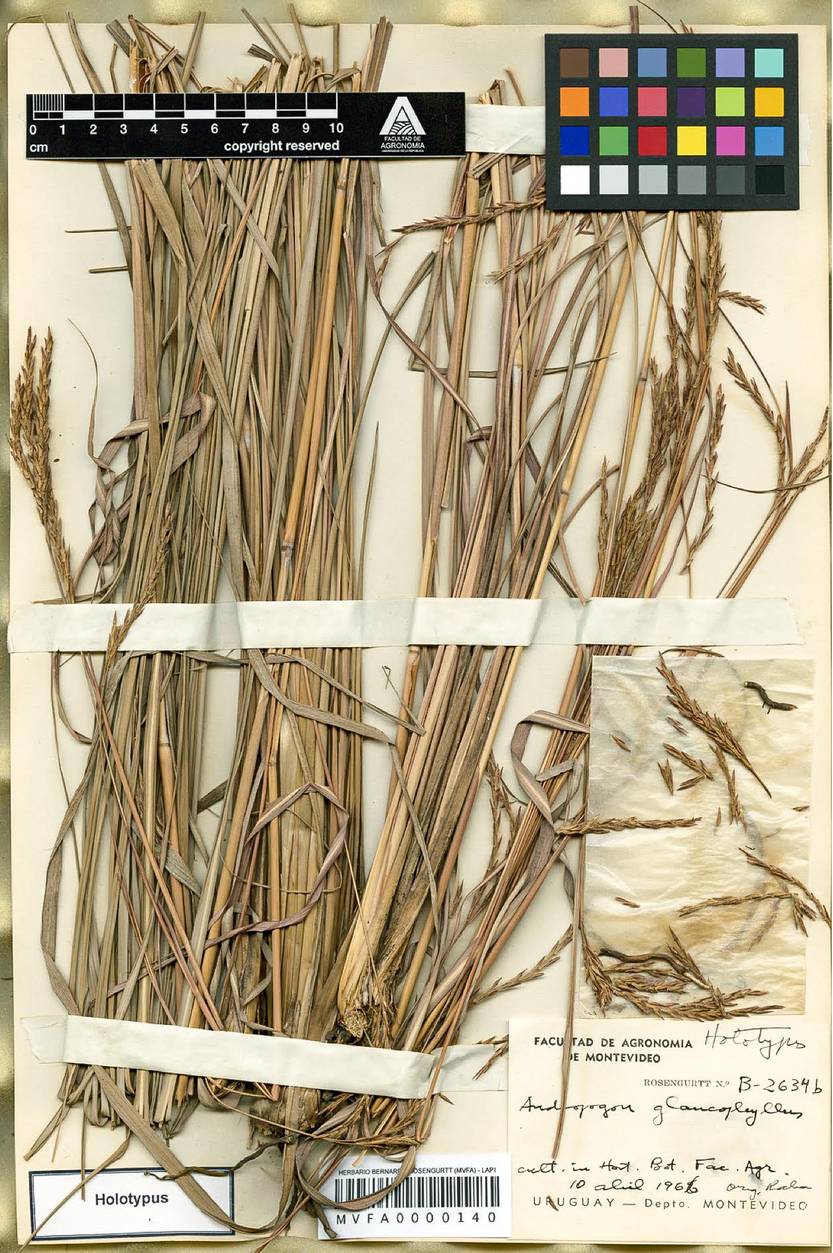 andropogon glaucophyllus