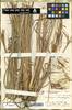 andropogon glaucophyllus