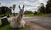 antilope RS162011_20230421MQ_0218