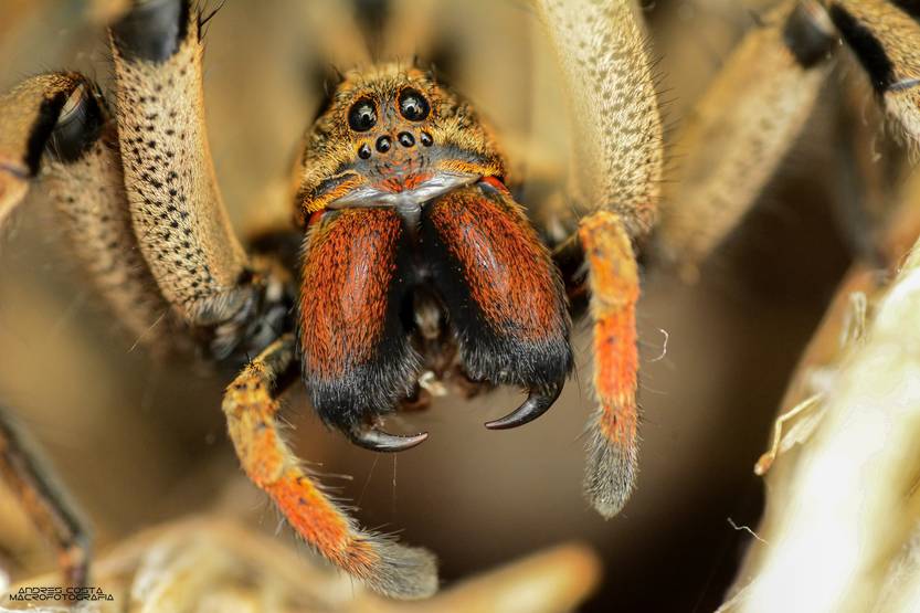 Araña lobo - Gigantes