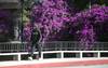 arboles RS163542_20230507ER_13