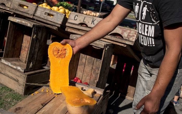Foto principal del artículo 'Productores familiares de Canelones hace nueve años que exportan calabacines a Europa' · Foto: Ricardo Antúnez, adhocFOTOS