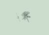 Lento 117 - Flora ornamental 10