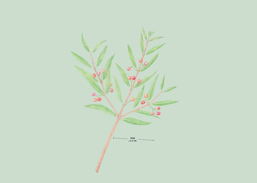 Lento 117 - Flora ornamental 09
