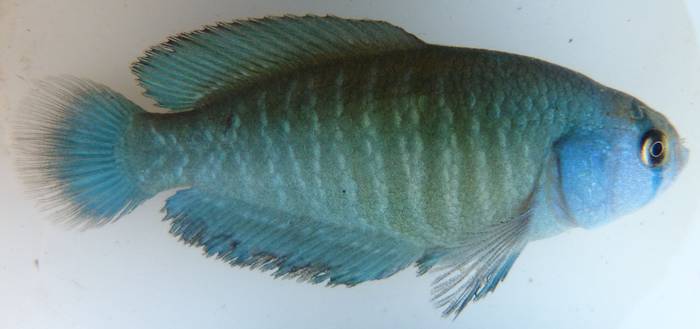 Foto principal del artículo 'Investigadores describen nueva especie de pez anual que vive en una pequeña región de nuestro país'