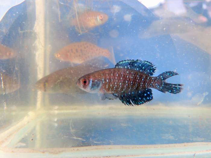 Austrolebias nigripinnis. Foto: Guille Iván Spajic
 · Foto: Guille Iván Spajic