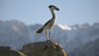 Ave del terror. Fotograma de _Prehistoric Planet Ice Age_.