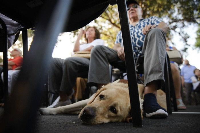 Perro lazarillo durante la reinauguración del Centro de Rehabilitación Visual Tiburcio Cachón (archivo, febrero de 2023). · Foto: Mara Quintero