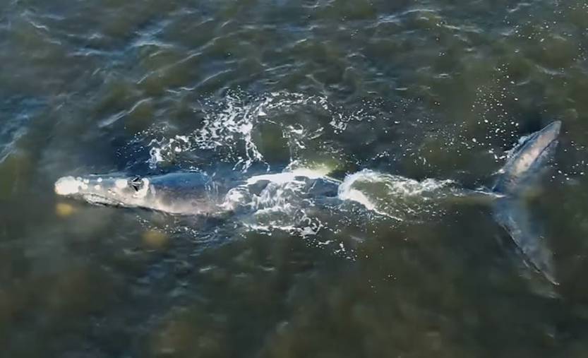 ballena p del este