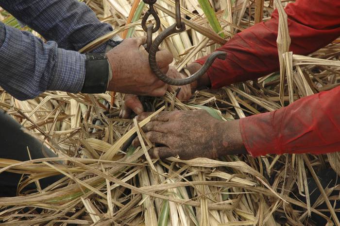 Trabajadores participan de los trabajos de siembra de caña de azúcar, Bella Unión. (archivo, setiembre de 2006)

 · Foto: Sandro Pereyra