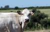 bienestar animal RS247665_20241203ID_00.jpg