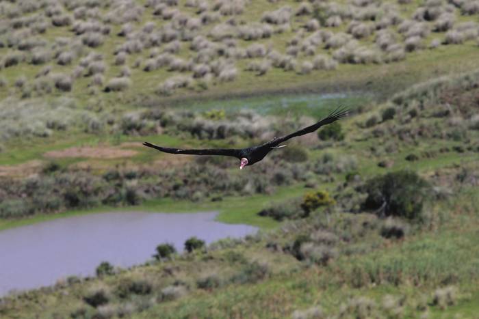 Hábiles en el vuelo, los llamados cuervos de cabeza roja, que en realidad son buitres, pueden aprovechar las corrientes de aire caliente para permanecer largo rato casi sin batir las alas.