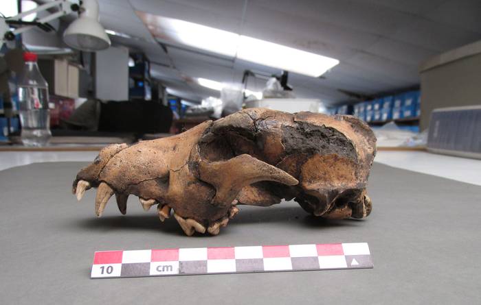 Cráneo de perro doméstico encontrado en cerrito indígena de Bañado San Miguel de unos 1.500 años. 
Foto José López Mazz