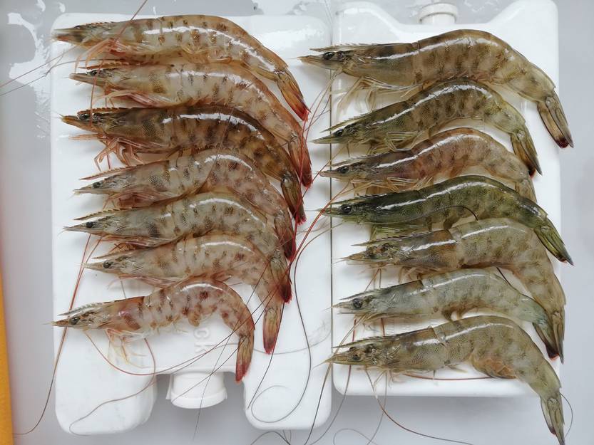 camarones
