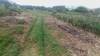 Foto principal del artículo 'Ministerio de Ambiente suspende construcción de camino en el área protegida Cerro Verde e islas de La Coronilla, iniciada sin consultar por la Intendencia de Rocha' Foto principal del artículo 'Ministerio de Ambiente suspende construcción de camino en el área protegida Cerro Verde e islas de La Coronilla, iniciada sin consultar por la Intendencia de Rocha'