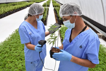 Cultivos en Nueva Helvecia de Fotmer Life Sciences, la primera empresa uruguaya que obtuvo la licencia para la producción de cannabis medicinal. · Foto: Alvaro Portillo Cultivos en Nueva Helvecia de Fotmer Life Sciences, la primera empresa uruguaya que obtuvo la licencia para la producción de cannabis medicinal. · Foto: Alvaro Portillo