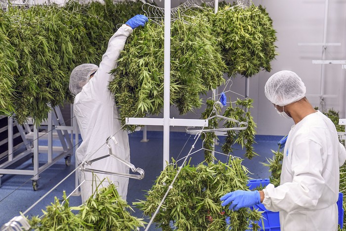 Producción de marihuana para uso medicinal, en Nueva Helvecia, Colonia (archivo, abril de 2019). · Foto: Pablo Porciúncula, AFP.