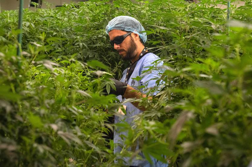cannabis RS128974_20220808AM_198