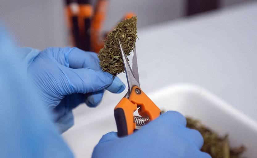 cannabis RS128993_20220808AM_344