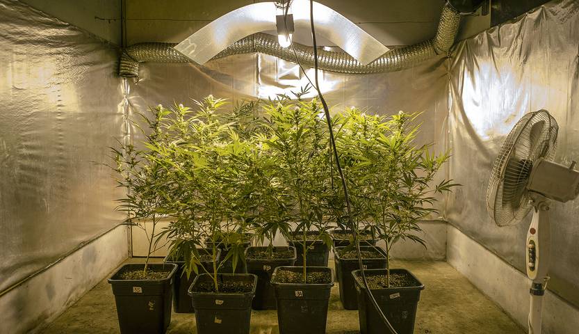 cannabis RS79061_20210507ER_0004