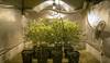 cannabis RS79061_20210507ER_0004