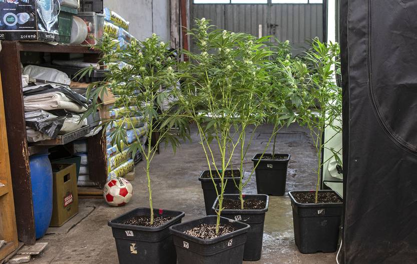 cannabis RS79070_20210507ER_0013