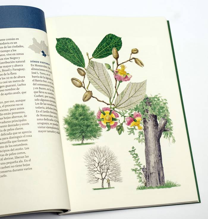 Foto principal del artículo 'Árboles de Montevideo: un libro objeto que propone compartir conocimientos, apreciar la belleza vegetal y la contribución de la naturaleza a la calidad de vida'