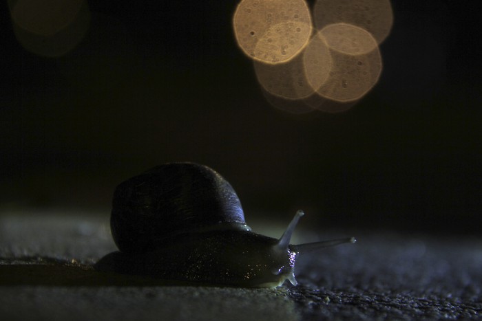 Foto principal del artículo 'La fauna desvelada' · Foto: Marcelo Casacuberta