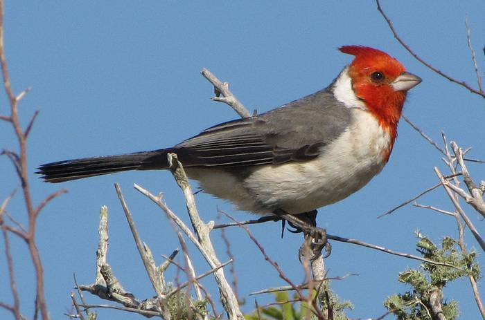 Foto principal del artículo 'Ornitología: aprendiendo a levantar la vista'