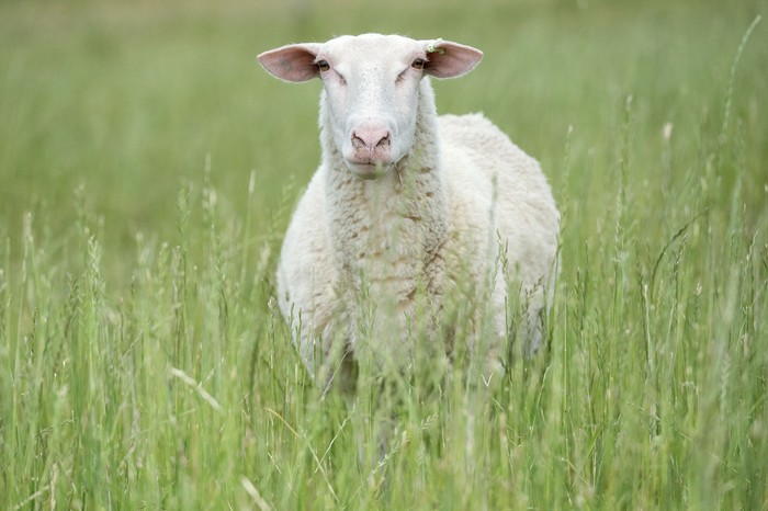 Estación Experimental INIA Las Brujas, Canelones. · Foto: Alessandro Maradei