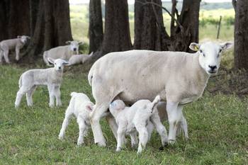 Estación Experimental INIA Las Brujas, Canelones. · Foto: Alessandro Maradei