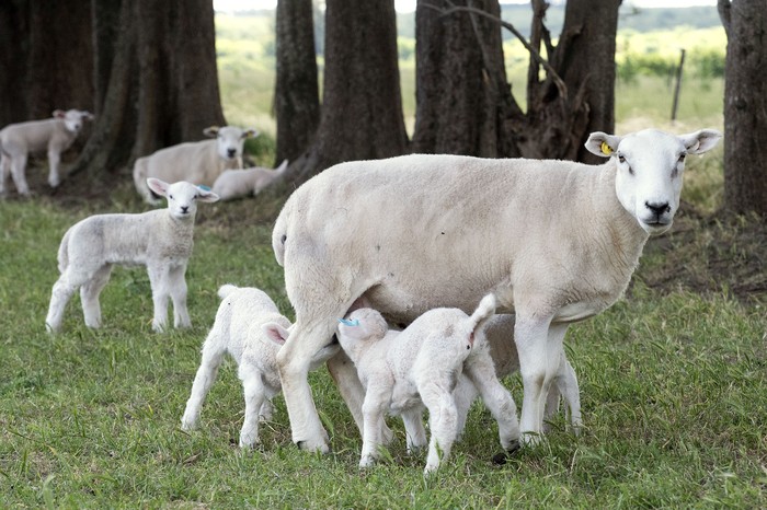 Estación Experimental INIA Las Brujas, Canelones. · Foto: Alessandro Maradei
