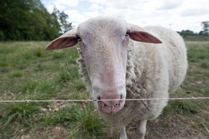 Estación Experimental INIA Las Brujas, Canelones. · Foto: Alessandro Maradei