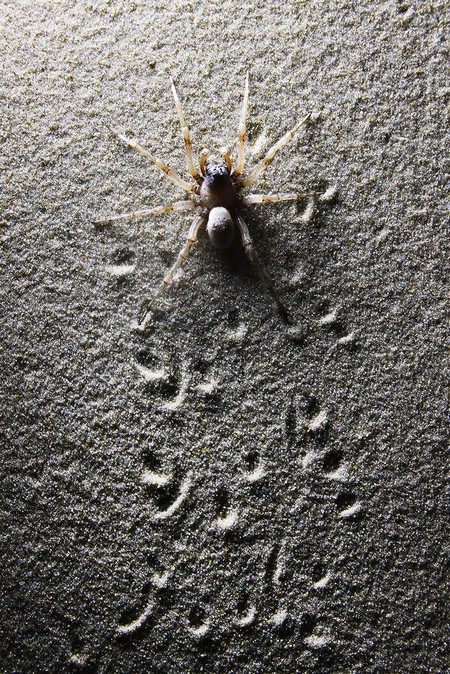 Araña lobo. Foto: Marcelo Casacuberta Araña lobo. Foto: Marcelo Casacuberta