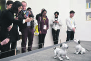 Exhibición de perros robóticos Aibo, de Sony, en el Centro de Convenciones de Las Vegas durante el CES
2018. Foto: Mandel Ngan, Afp