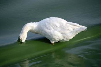 Ganso en la represa de Palmar, Soriano (archivo, marzo de 2025). · Foto: Eitan Abramovich, Dialogue Earth