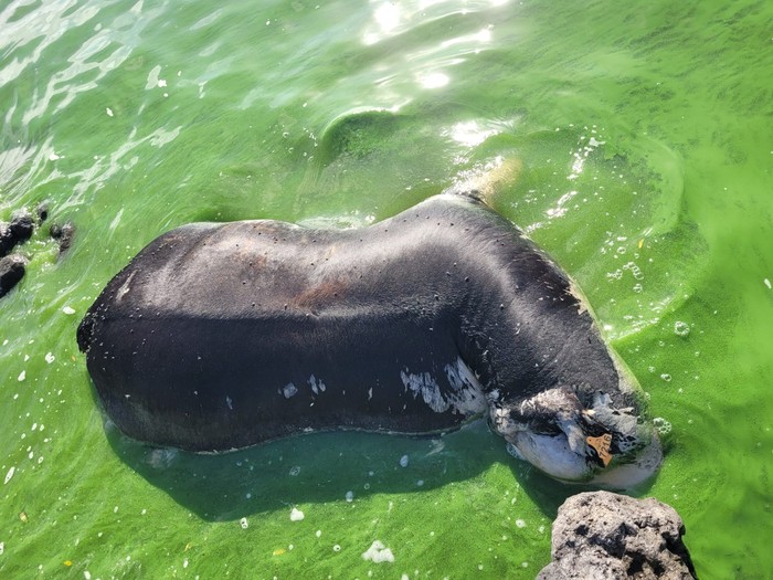 Foto compartida en redes, tomada por un productor de la cuenca del río Negro.